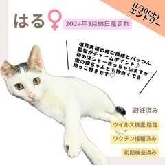 11/30(土)わんにゃんフェスティバル【譲渡会】久留米シティプラザ