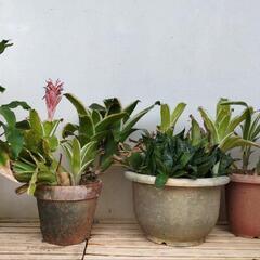 【💖Thankyou💖】5点セット/観葉植物
