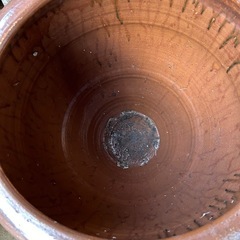 大水瓶 　メダカ　睡莲 の画像