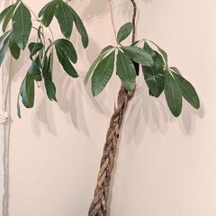 観葉植物　パキラ2メートル　【引っ越しの為お早めにお取引出来る方...