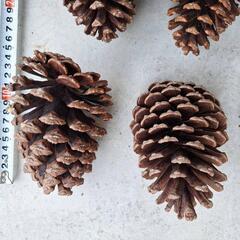 大きな大きな松ぼっくりの画像