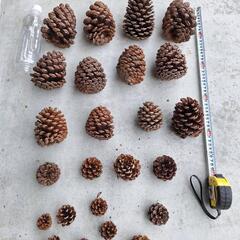 大きな大きな松ぼっくりの画像