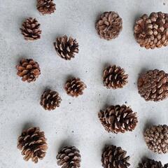 大きな大きな松ぼっくりの画像