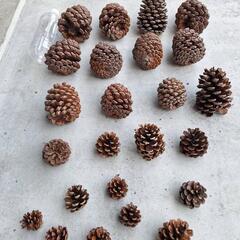 大きな大きな松ぼっくりの画像