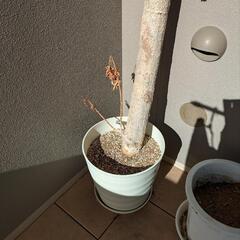枯れたカポック 今年購入植木鉢つき