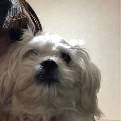 安くバッテリー交換したいです！お近くの方で助けてくれませんか?