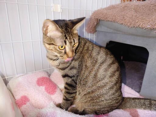 ありがとうございます！里親様決まりました！抱っこ大好きおちびくん