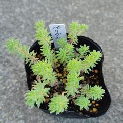 多肉植物　パリダム