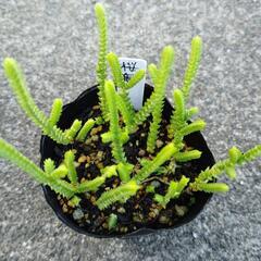 多肉植物　桜竜