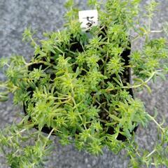 多肉植物　セダム