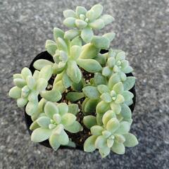 多肉植物　姫秋麗
