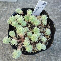多肉植物　斑入パリダム