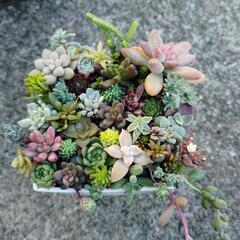 多肉植物　寄植え