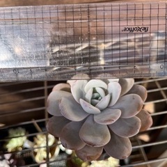 実生　ラウイ① 多肉植物の画像