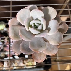 実生　ラウイ① 多肉植物