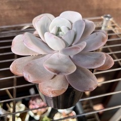 実生　ラウイ① 多肉植物の画像