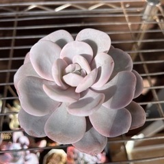 実生　ラウイ② 多肉植物