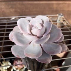 実生　ラウイ② 多肉植物の画像