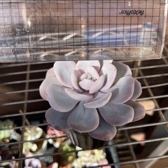 実生　ラウイ② 多肉植物の画像