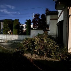 焚き木 伐採 庭木