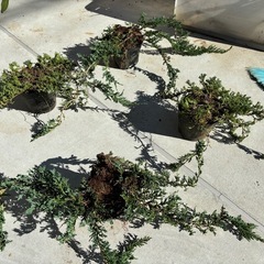 ウィルトニー　コニファー　　観葉植物　全部で100円の画像