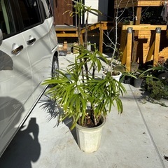 観葉植物　シュロチク