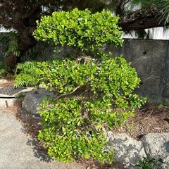 ハリツルマサキ（マッコウ🌳）の画像