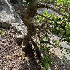 ハリツルマサキ（マッコウ🌳）の画像