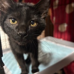 黒猫ちゃん 里親様決定！