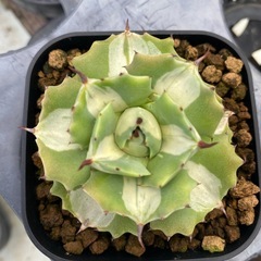 アガベ 蟹錦　変わり斑　中株 アガベ 蟹錦 変わり斑 中株 【公式通販】