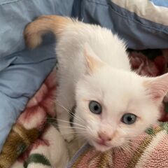 人間大好き、シャム混じり！一匹飼いしてくださる方