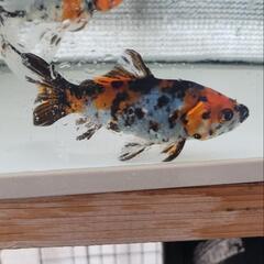 □桜錦 5匹約6cm□S8R-5(金魚)｜売買されたオークション情報
