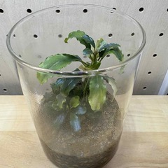 水草 ブセファランドラ水上葉 バタンカワ + ダークブルー