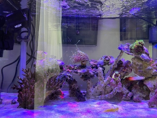 初心者おすすめ　海水魚　水槽　セット一式