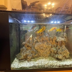 水槽　魚　ラクテリア　アフリカンシクリッド4匹　