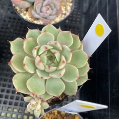 自宅販売してます 多肉植物