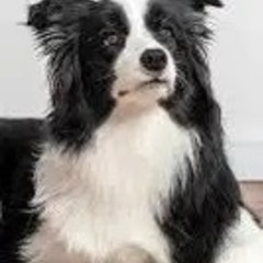 ボーダーコリー似の犬