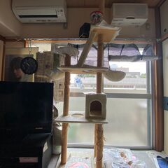 天井つっぱり型　キャットタワー　中古