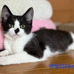 11/30 土曜日　譲渡会in溝の口駅　子猫から大人猫まで