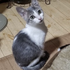 グレ白の美猫