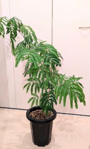 観葉植物　エバーフレッシュ【引っ越しの為…お早めにお取引出来る方歓迎