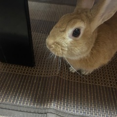 ミニウサギ里親募集急ぎ