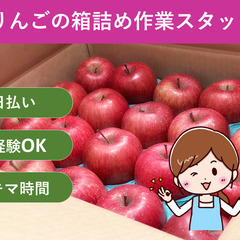 ＼日払い・1日OK！／誰でも出来る！りんごの箱詰め作業🍎