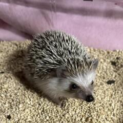 ハリネズミ