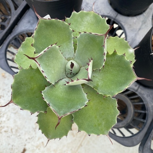 アガベ　吉祥冠