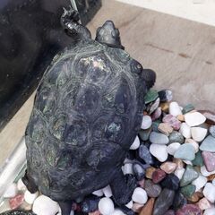 クサガメ