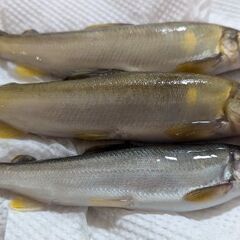 鮎釣り一緒に出来る友達募集中！！