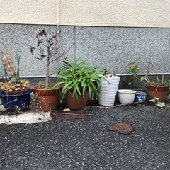 植木鉢 植物 鉢 サボテン 古民家　