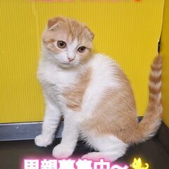 里親募集中！生後3ヶ月スコテッシュフォールド♂(⋈◍＞◡＜◍)。✧♡