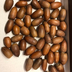 どんぐりの実差し上げますの画像